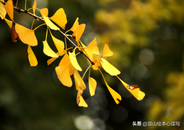 帶娃神器:秋天的葉子 帶娃神器:秋天的葉子