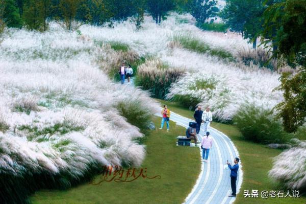 相約秋天,城西外,赴一場蘆花的視覺盛宴 相約秋天,城西外,赴一場蘆花的視覺盛宴