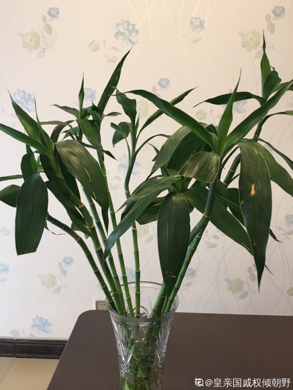 水培富貴竹總黃葉,關鍵是施肥有問題,2個要點解決問題 水培富貴竹總黃葉,關鍵是施肥有問題,2個要點解決問題