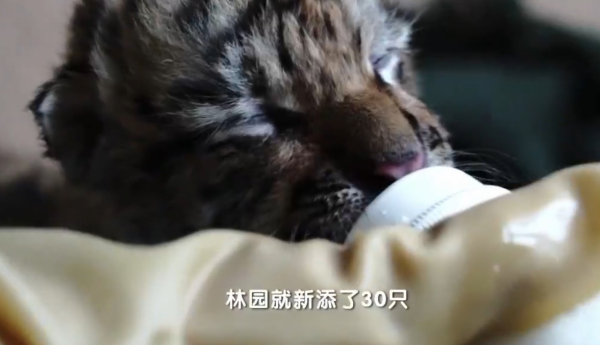 野生動物專家劉丹野化訓練東北虎，訓練虎崽，讓東北虎重返山林