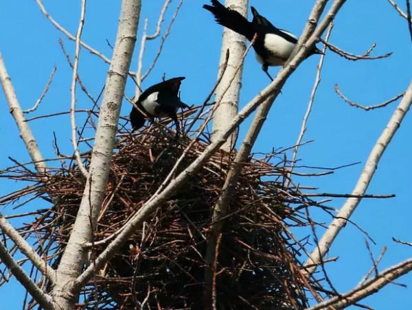 喜鵲窩不怕風吹雨打?專家:別看外部粗糙簡陋,裡面堪比“豪宅” 喜鵲窩不怕風吹雨打?專家:別看外部粗糙簡陋,裡面堪比“豪宅”