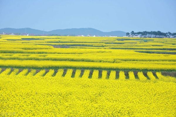 美麗景色，油菜花海，美不勝收，金燦燦，飄著淡淡的香味