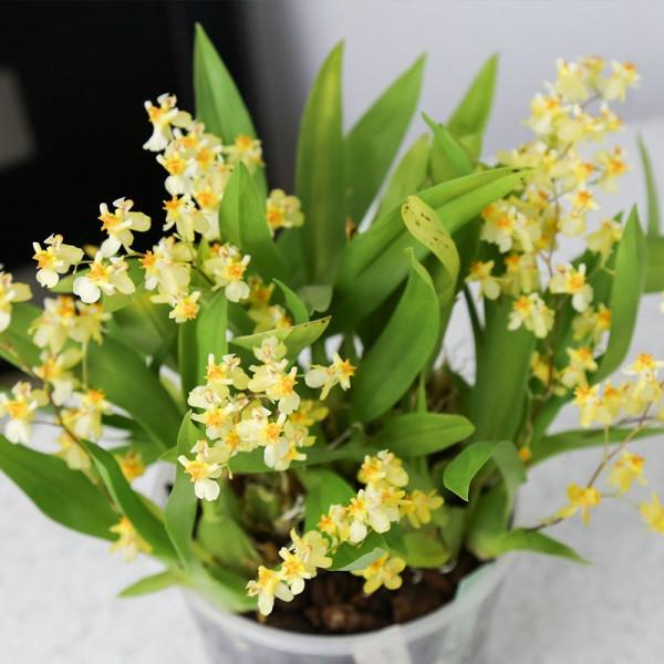 38種超級耐陰的花,沒光也能養爆盆,養在陽臺客廳超有範兒 38種超級耐陰的花,沒光也能養爆盆,養在陽臺客廳超有範兒