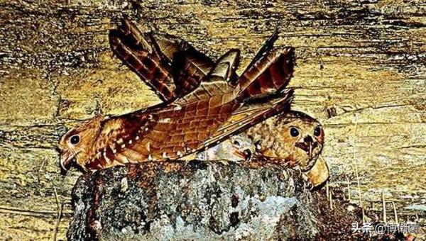 油鴟幼鳥的悲劇:胖子終無逆襲日,被人類活生生來煉油並做成火把 油鴟幼鳥的悲劇:胖子終無逆襲日,被人類活生生來煉油並做成火把