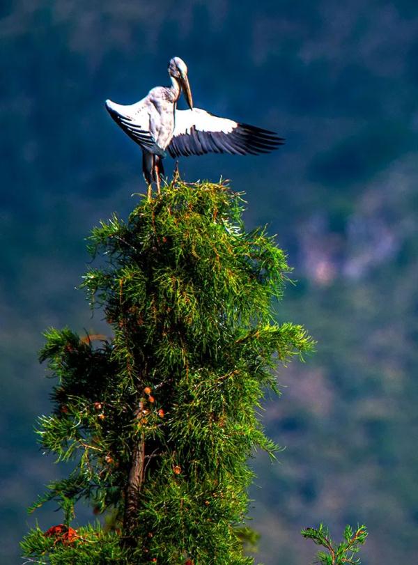 多圖｜石屏異龍湖觀鳥圖鑑