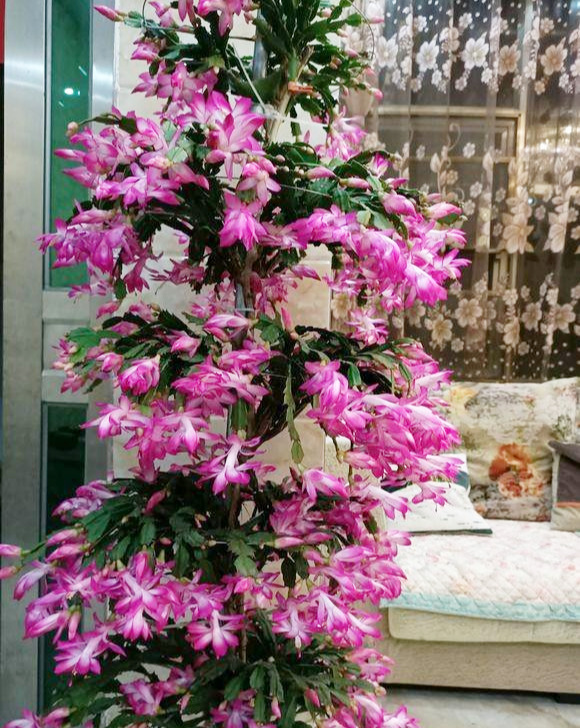 7種“漂亮花”紅火又吉利,冬天養一盆,花期在春節,旺財旺事業 7種“漂亮花”紅火又吉利,冬天養一盆,花期在春節,旺財旺事業