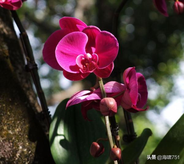 花中極品蝴蝶蘭 花中極品蝴蝶蘭