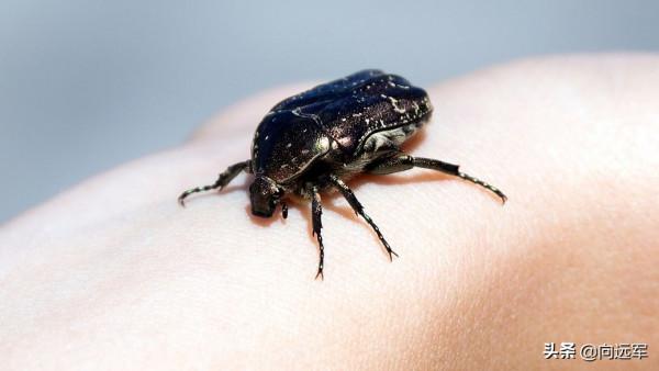 廣東臭蟲,讓人膽戰心驚 廣東臭蟲,讓人膽戰心驚