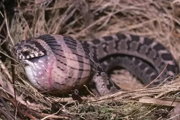 黑夜給了我黑色的嘴巴，我卻用它來薅走鳥蛋