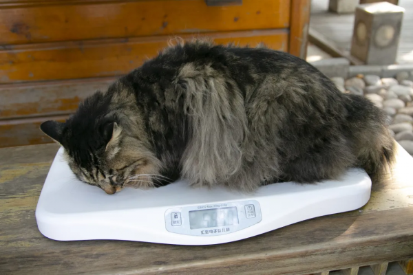 秋膘貼得好不好,體重秤上見分曉 秋膘貼得好不好,體重秤上見分曉