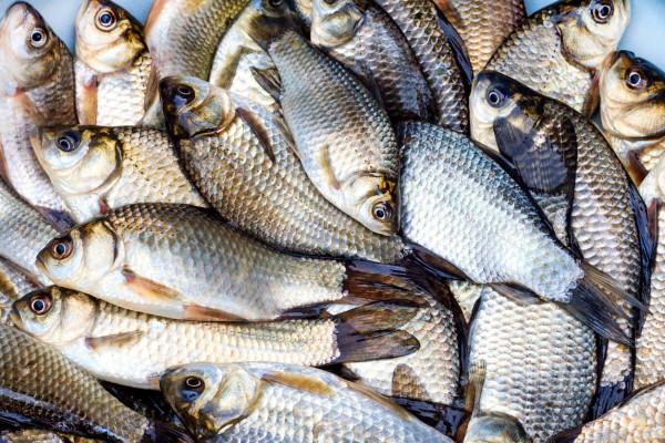 冬季野釣鯽魚,這種常見的天氣最容易爆護,很多釣友都忽略了 冬季野釣鯽魚,這種常見的天氣最容易爆護,很多釣友都忽略了