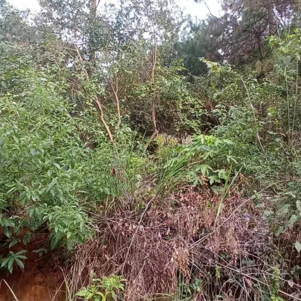 為啥有些農民不看重油茶樹了呢？