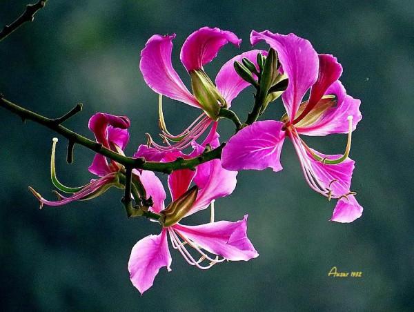 紫荊花，花大豔麗似彩蝶