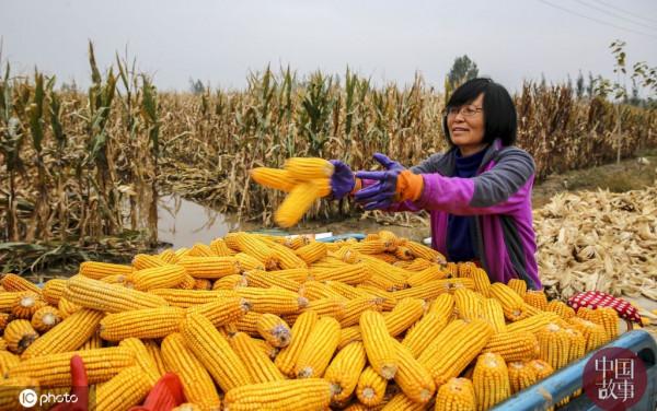 山西稷山農民水中搶收玉米 確保顆粒歸倉
