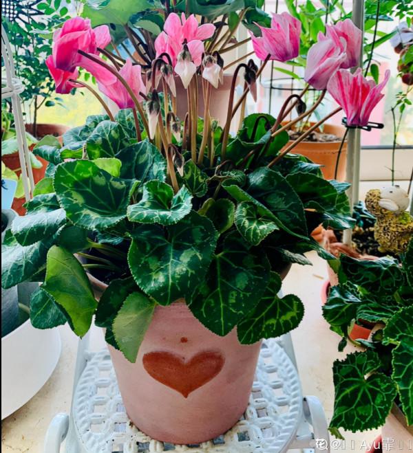 10種花,小盆“擠著養”,不爛根,植株旺,花苞突突冒 10種花,小盆“擠著養”,不爛根,植株旺,花苞突突冒