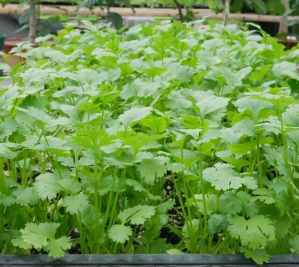 愛吃香菜菜價又貴,自己動手吃到爽 愛吃香菜菜價又貴,自己動手吃到爽