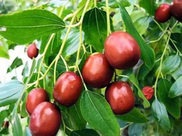 中國水果第一大省,水果種植面積1700多萬畝,相當於兩個上海 中國水果第一大省,水果種植面積1700多萬畝,相當於兩個上海