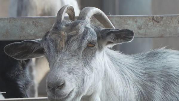 成武大學生返鄉當&OpenCurlyDoubleQuote;羊倌&rdquo;