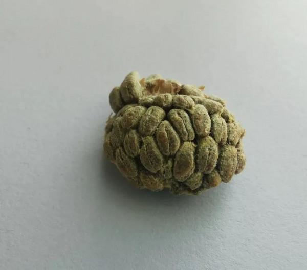 話說補土 | 天氣漸冷,如何給飲食“加點溫”?神秘香料可暖胃 話說補土 | 天氣漸冷,如何給飲食“加點溫”?神秘香料可暖胃