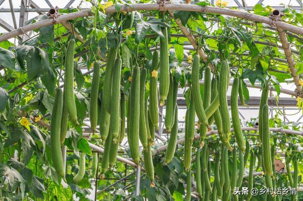 你種的蔬菜產量高嗎?分享六個產量過萬斤的品種,總有適合你的 你種的蔬菜產量高嗎?分享六個產量過萬斤的品種,總有適合你的