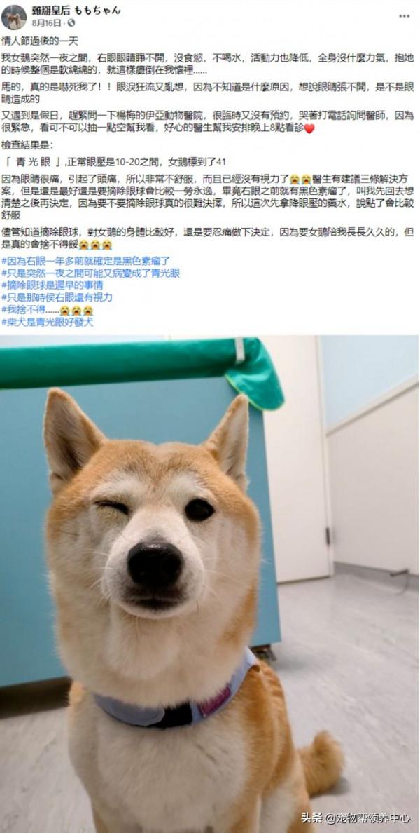 柴犬突發急性青光眼,主人忍痛做摘除眼球手術:從此我當你的眼睛 柴犬突發急性青光眼,主人忍痛做摘除眼球手術:從此我當你的眼睛