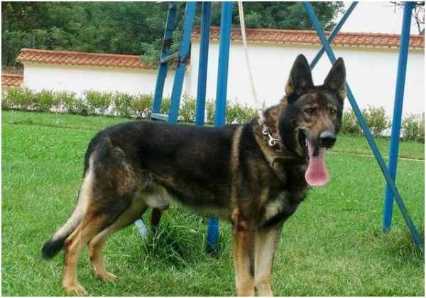 昆明犬和德牧區別在哪,你會選養哪隻? 昆明犬和德牧區別在哪,你會選養哪隻?