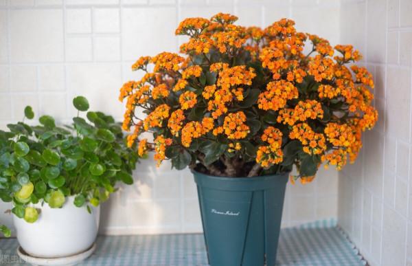 養花的土壤板結?加上4種東西,土壤疏鬆有勁,養啥都省心 養花的土壤板結?加上4種東西,土壤疏鬆有勁,養啥都省心