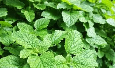 陽臺養這3種花，空氣清淨機都不用了