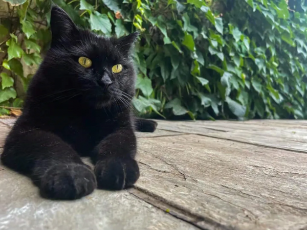 夏天是什麼顏色? 夏天是什麼顏色?