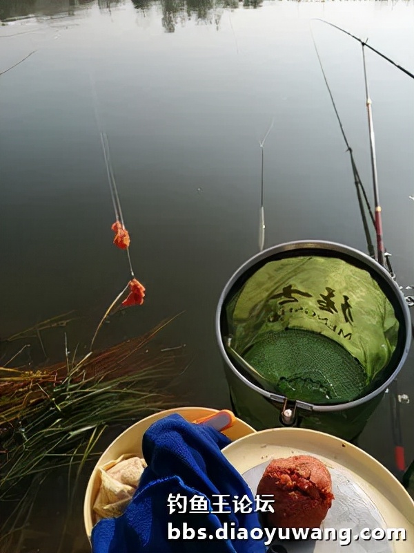 霜降前夕膠河瘋釣鯽