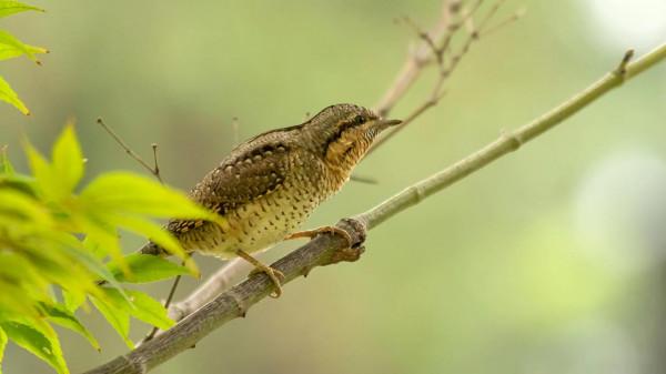 舌尖上的蟻鴷鳥