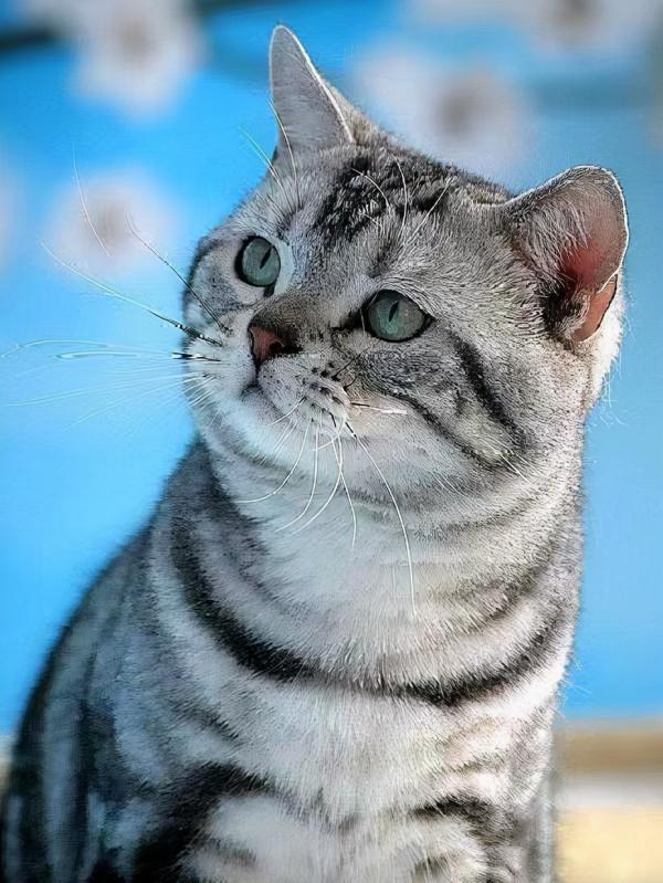 美國短毛貓丨銀虎斑