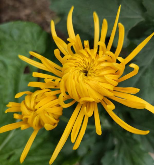 秋天又乏又燥，做好5件事，有效緩解“乏”和“燥”