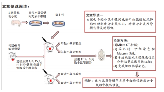 尾靜脈注射骨髓間充質幹細胞修復衰老小鼠顱骨損傷