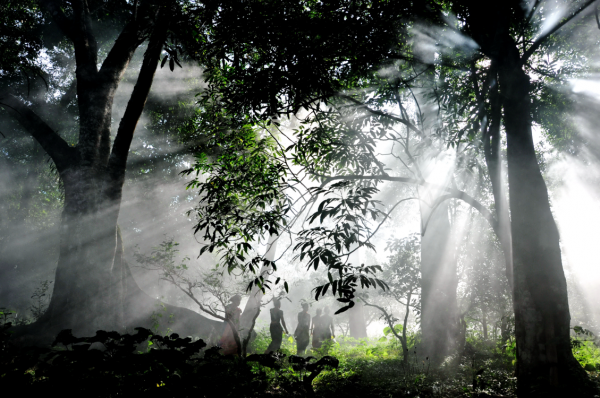 COP15生態系統篇|普洱景邁山:人、茶與自然,一葉千年 COP15生態系統篇|普洱景邁山:人、茶與自然,一葉千年