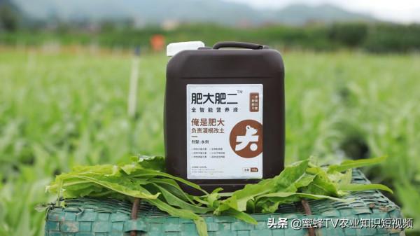 肥大，3天生白根，8天根旺旺——作物生根養根解決方案