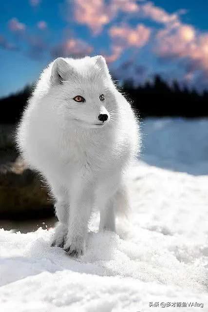 藍眸白狐國家一級保護動物