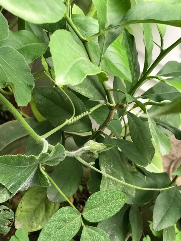 養了5種“天氣預報”花，天天看花“臉色”，就能知道天氣如何