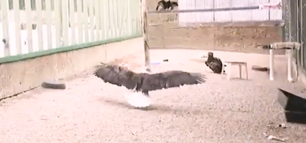 老鷹凍在湖面無法動彈,過路大叔趕緊幫忙,還有小貓咪也需要幫助 老鷹凍在湖面無法動彈,過路大叔趕緊幫忙,還有小貓咪也需要幫助