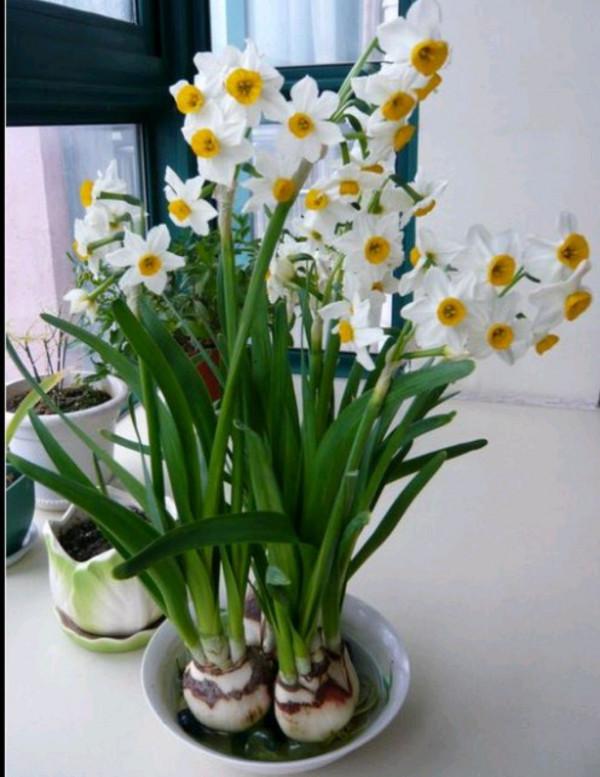 大多數花澆多水會死,而這10款花就喜歡泡水裡,天天澆水也不怕 大多數花澆多水會死,而這10款花就喜歡泡水裡,天天澆水也不怕