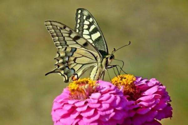 分享-蝶戀 精美絕倫 醉美蝴蝶