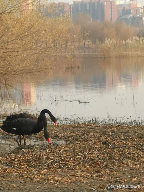冬日天壇湖引來珍貴黑天鵝 冬日天壇湖引來珍貴黑天鵝
