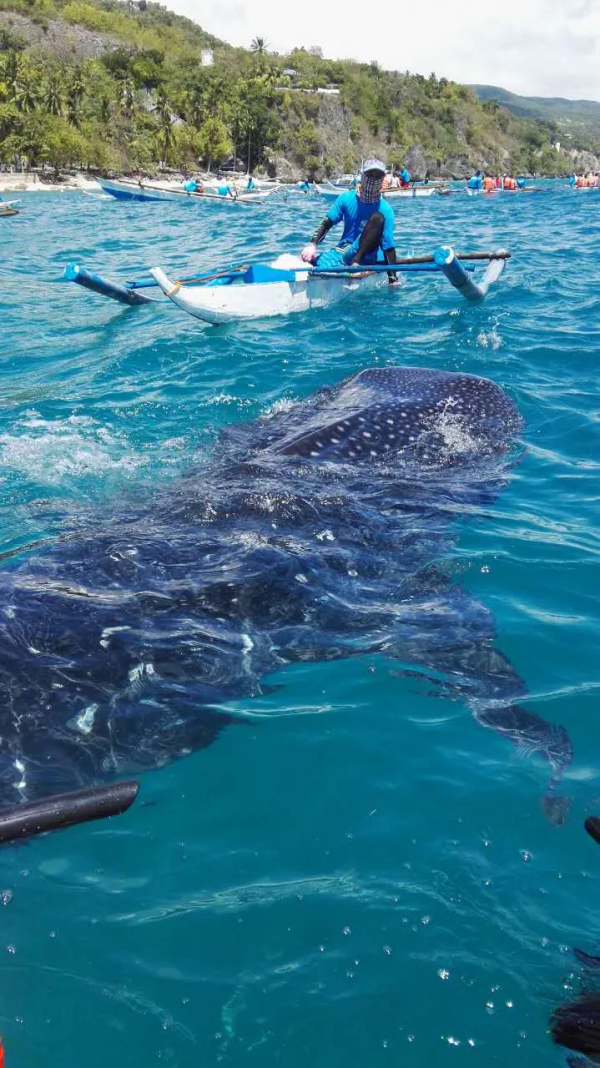 菲律賓—薄荷島遊記 菲律賓—薄荷島遊記