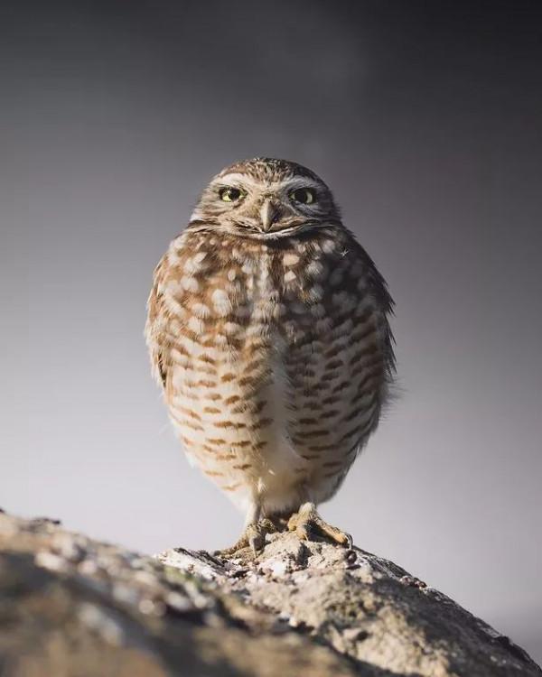 可愛而美麗的鳥類