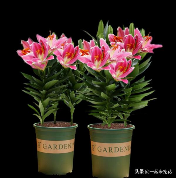 3種漂亮花，高雅大氣毒性強，再喜歡也別養在室內，趕緊搬出去