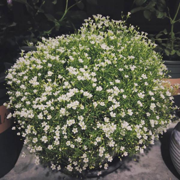 盆栽滿天星的養護技巧有2個，花朵繁多、開成花球、簡單美好