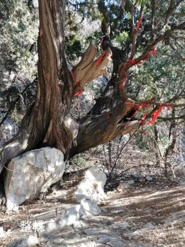 &dollar;&period;006&period;頂遊五峰山