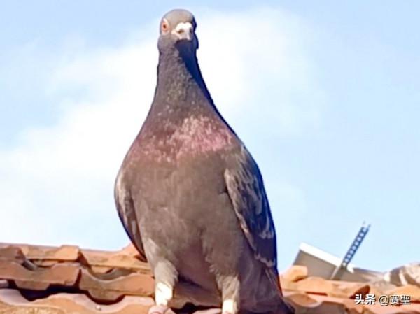 有情有義的鴿子,忠貞於自己的伴侶,從甘肅飛回了配偶所在地山東 有情有義的鴿子,忠貞於自己的伴侶,從甘肅飛回了配偶所在地山東