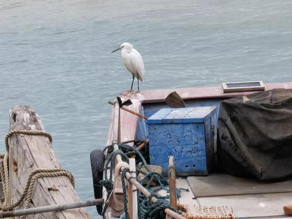 兩隻年輕白鷺互相追逐嘻鬧/避風塢裡瞬間捲起春潮