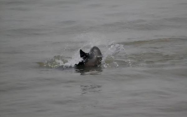 白暨豚滅絕了嗎?長江禁漁十年,江豚數量變多卻沒發現中華鱘產卵 白暨豚滅絕了嗎?長江禁漁十年,江豚數量變多卻沒發現中華鱘產卵